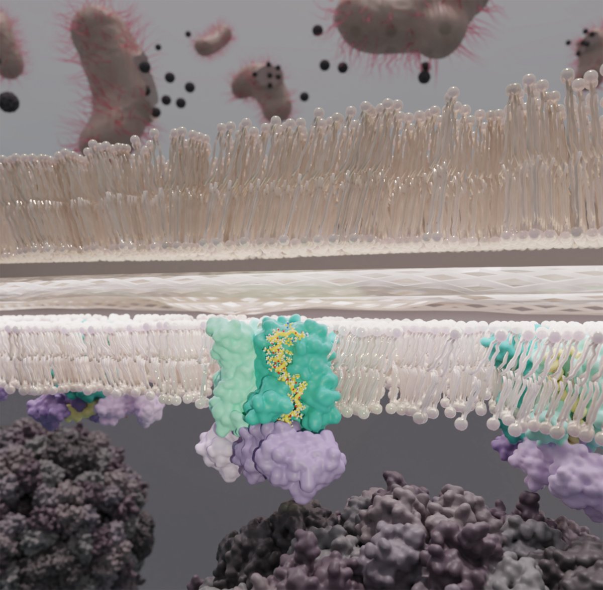 New research in Science reveals how a three-protein complex allows bacteriophages to kill and lyse host cells. The results may be useful in developing effective phage therapeutics.

📄: scim.ag/3q5
#SciencePerspective: scim.ag/3q6