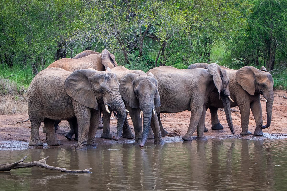 #didyouknow - A male African elephant can reach 3m tall and weigh between 4,000 -7,500kg? Why not join us for your next African adventure as we go in search of elephants and other amazing animals that call Makalali home!