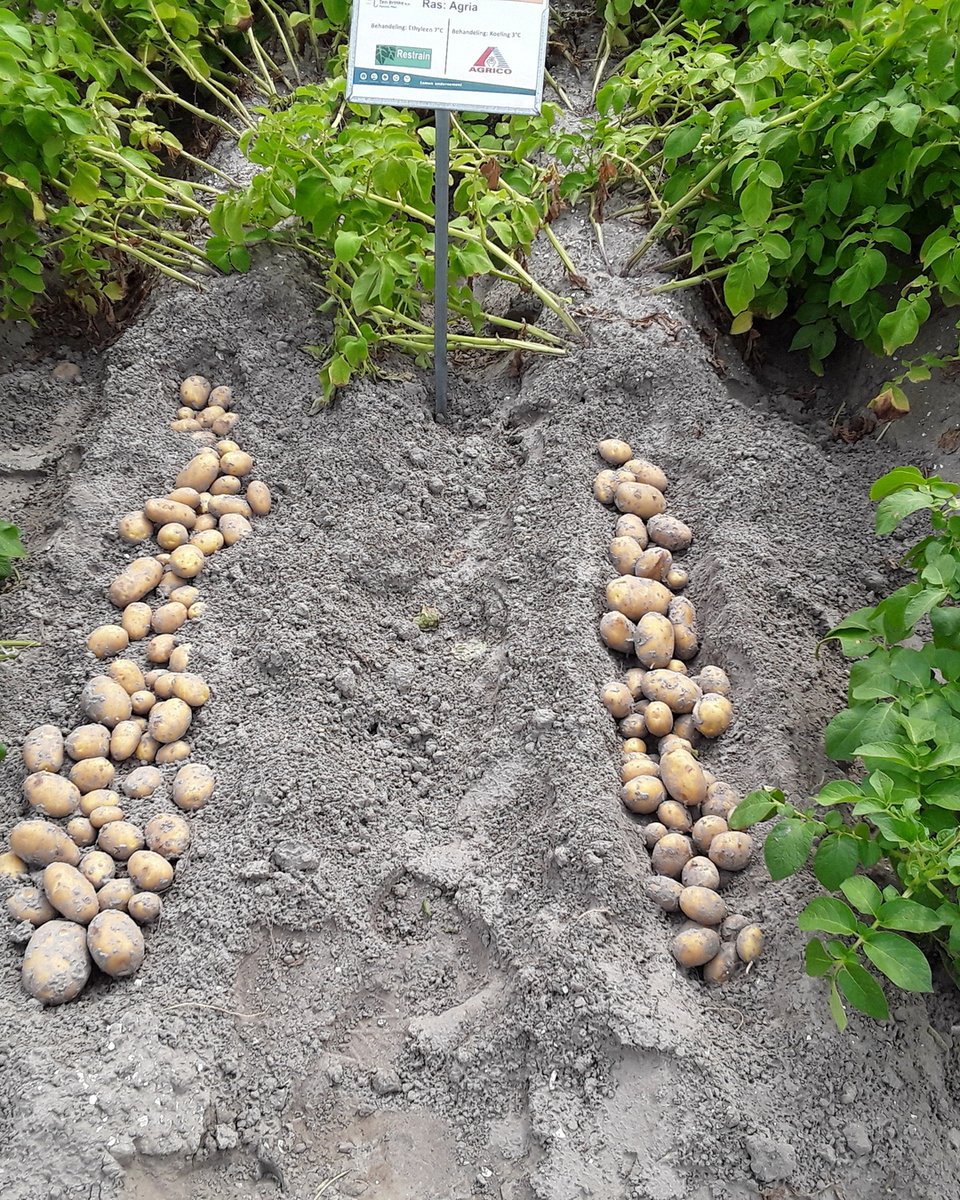 brinke_w's tweet photo. Veldbijeenkomst Restrain #ethyleen Ook dit jaar hebben we weer een proefveld waarin Restrain ethyleen getest wordt op nieuwe aardappelrassen. 🥔

Dit jaar liggen er 𝟑𝟓 𝐚𝐚𝐫𝐝𝐚𝐩𝐩𝐞𝐥𝐫𝐚𝐬𝐬𝐞𝐧 𝐢𝐧 𝐡𝐞𝐭 𝐩𝐫𝐨𝐞𝐟𝐯𝐞𝐥𝐝. Meer weten? Check de webite 📲 https://t.co/0p2qMWnFVa