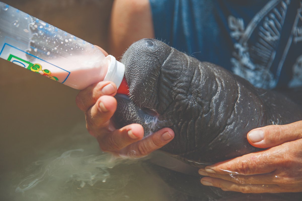 De 198 vrijwillige dierentuingidsen van <a href="/burgerszoo/">Burgers' Zoo</a>  verzorgen niet alleen het hele jaar door natuureducatie in het Arnhemse dierenpark. Zij zamelen ook geld in dat rechtstreeks wordt gedoneerd aan natuurbehoud in Belize (Midden-Amerika). Meer weten? burgerszoo.nl/nieuws/2023/07…