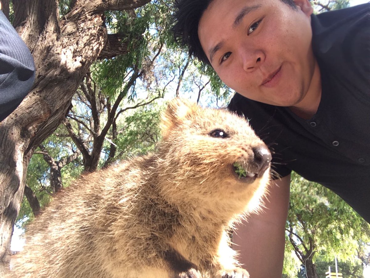 Quokka Every Hour (@quokkaeveryhour) on Twitter photo 