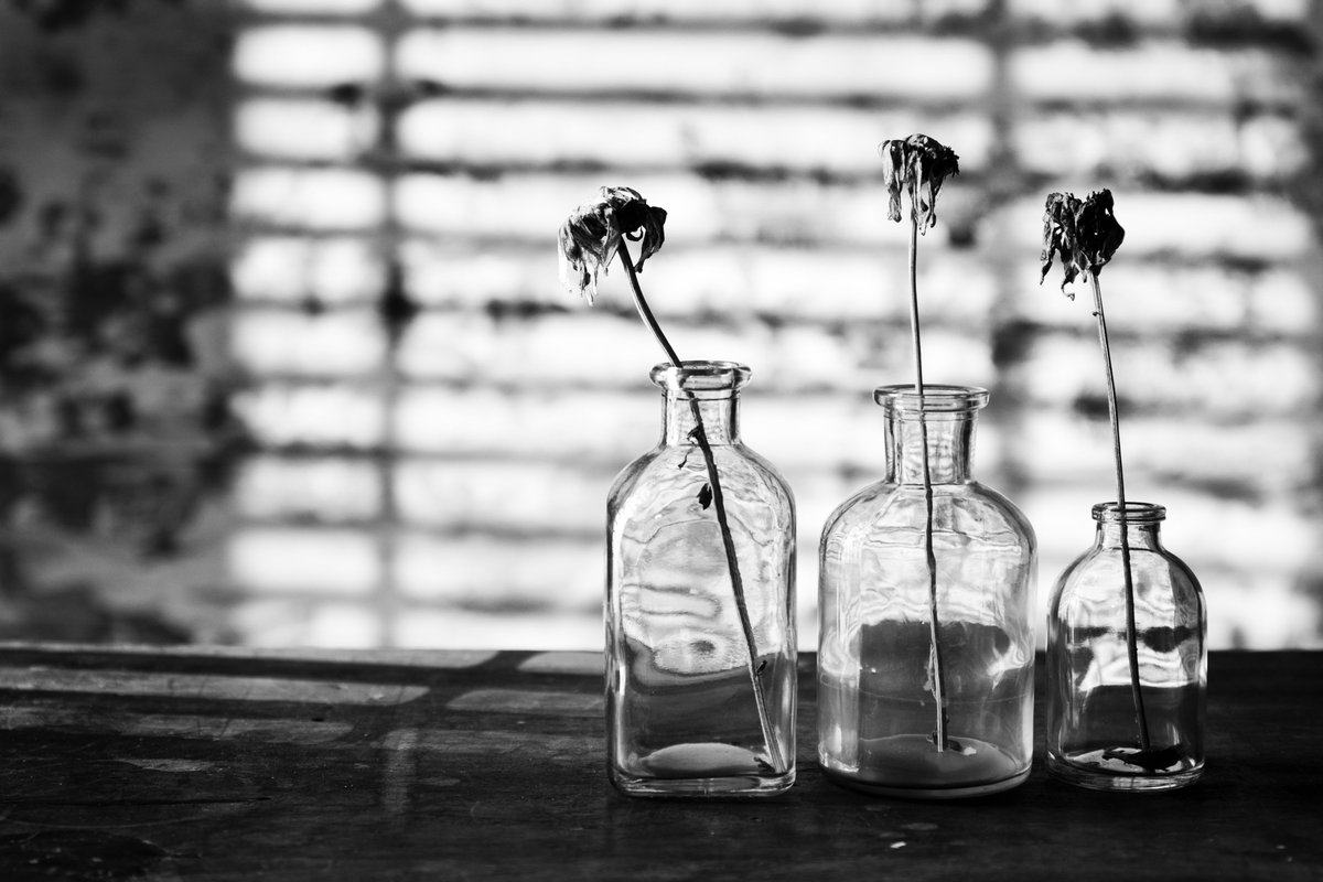 Three daisies.

Three oxeye daisy heads from the garden. 

#photography #blackAndWhite #stillLife #fineArt #flowerPhotography #rustic #highcontrastbw