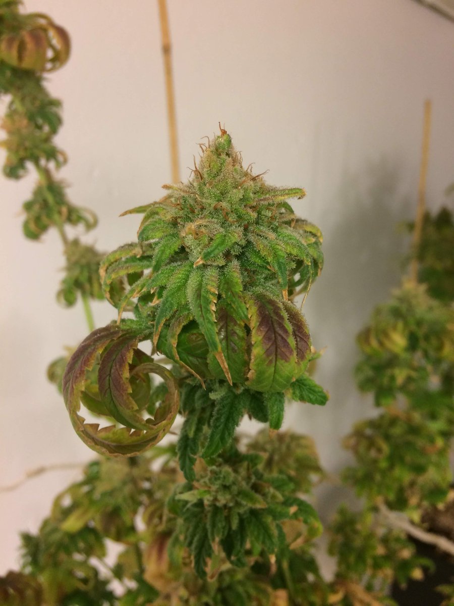 Royal Queen Seeds tweet media