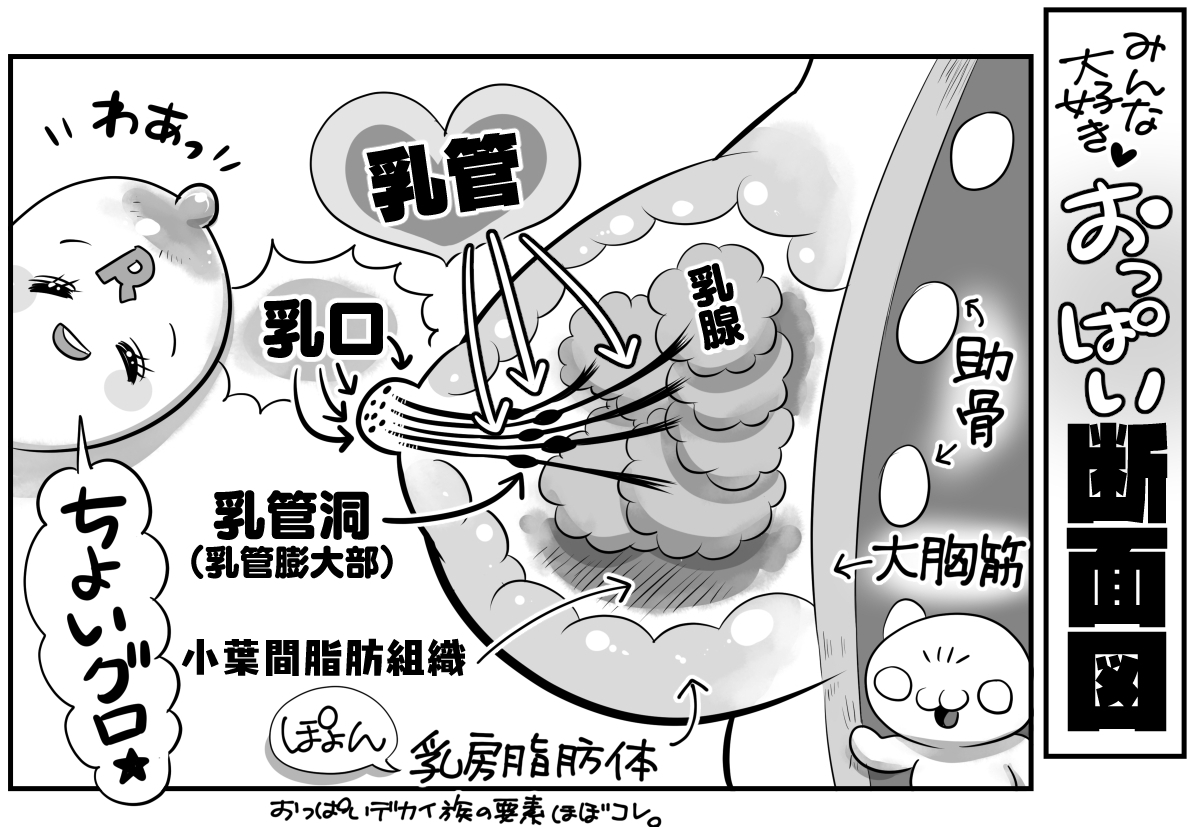 【最新告知】
コアマガのあほすたさん第59話は『母乳ってなんだ❓』
血液から作られるのに🩸なぜ赤くないの❓🍼
母乳が出る仕組みを学ぼう‼️😊
おっぱいの中はどうなっているの⁉️🤔
月刊コミックホットミルクにて連載中🐮 
