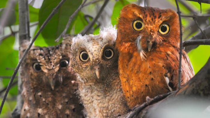 Happy International Owl Awareness Day! Did you know that over 15 species of owl are on our EDGE bird list!🦉 Featured today is the Sokoke Scops Owl, which is one of the smallest scops owls in the world! #InternationalOwlAwarenessDay