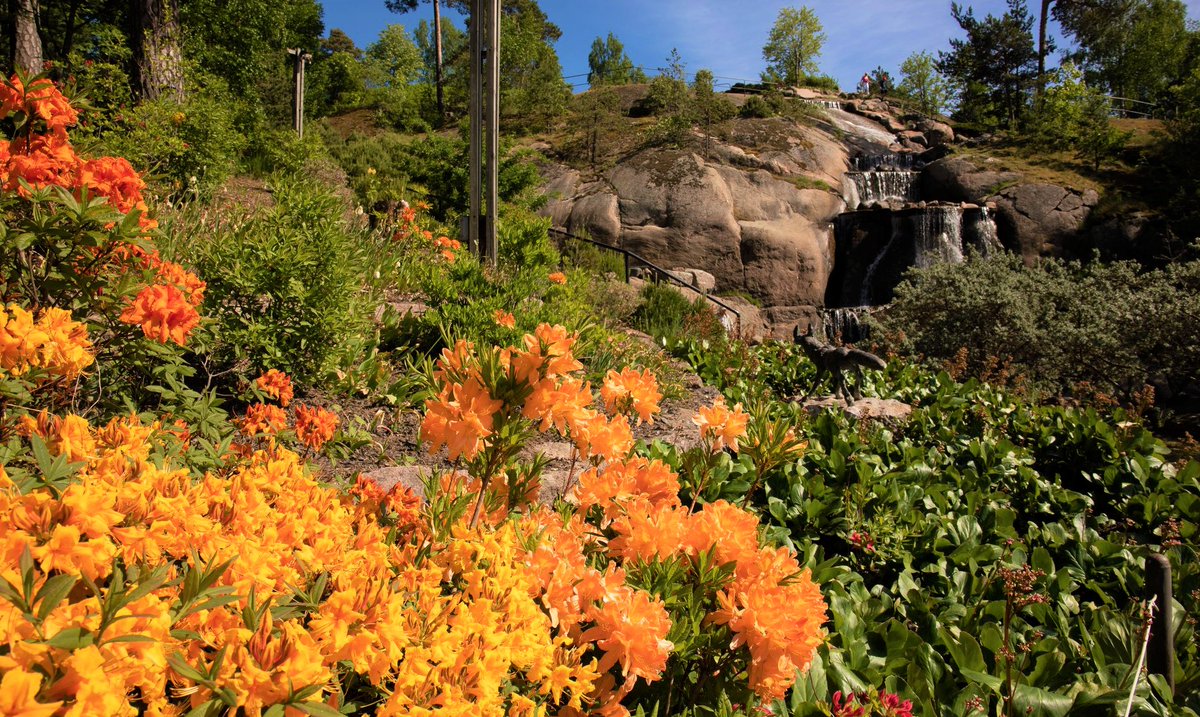 Strolling through the many parks of Kotka is one of the best ways to explore this delightful maritime city - our own favourite is the gorgeous Sapokka Water Garden, close to the centre and next to the sea: visitkotkahamina.fi/en/visit-kotka…