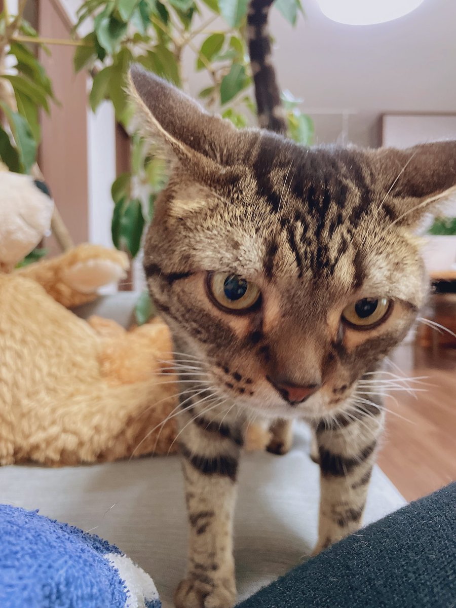 おいでおいで。と、言うとポンと隣に来てくれる幸せ〜♡