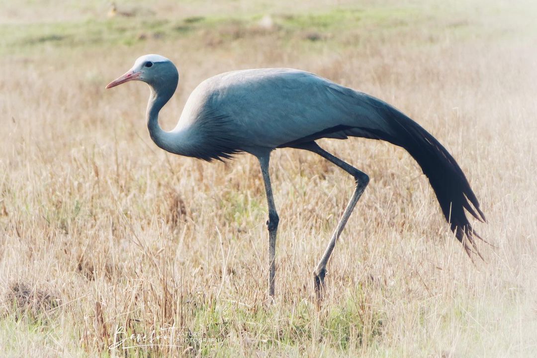 overbergcrane's tweet photo. Repost: @barefoot.naturenerd

A lone blue crane (bloukraanvoël ~ Anthropoides paradiseus), South Africa’s national bird. These stately blue-grey birds can reach up to 1.2m in height with a wingspan of up to 2.1m – and they can fly at speeds of up to 70km/h! 

#BlueCrane https://t.co/sb66Z7VY5v