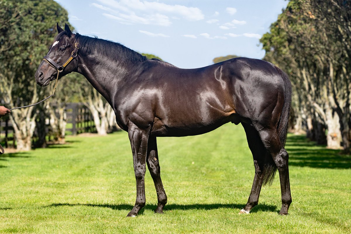 WestburyStud's tweet photo. Very proud of the great season had by #Redwood as his NZ based progeny surpassed the $2,000,000 mark today and thanks to the likes of #SharpNSmart #PlatinumInvador #Solidify while overseas #Tuchel #Antino #StLawrence & #Louisville are stars in the making! https://t.co/sJCzwI18If