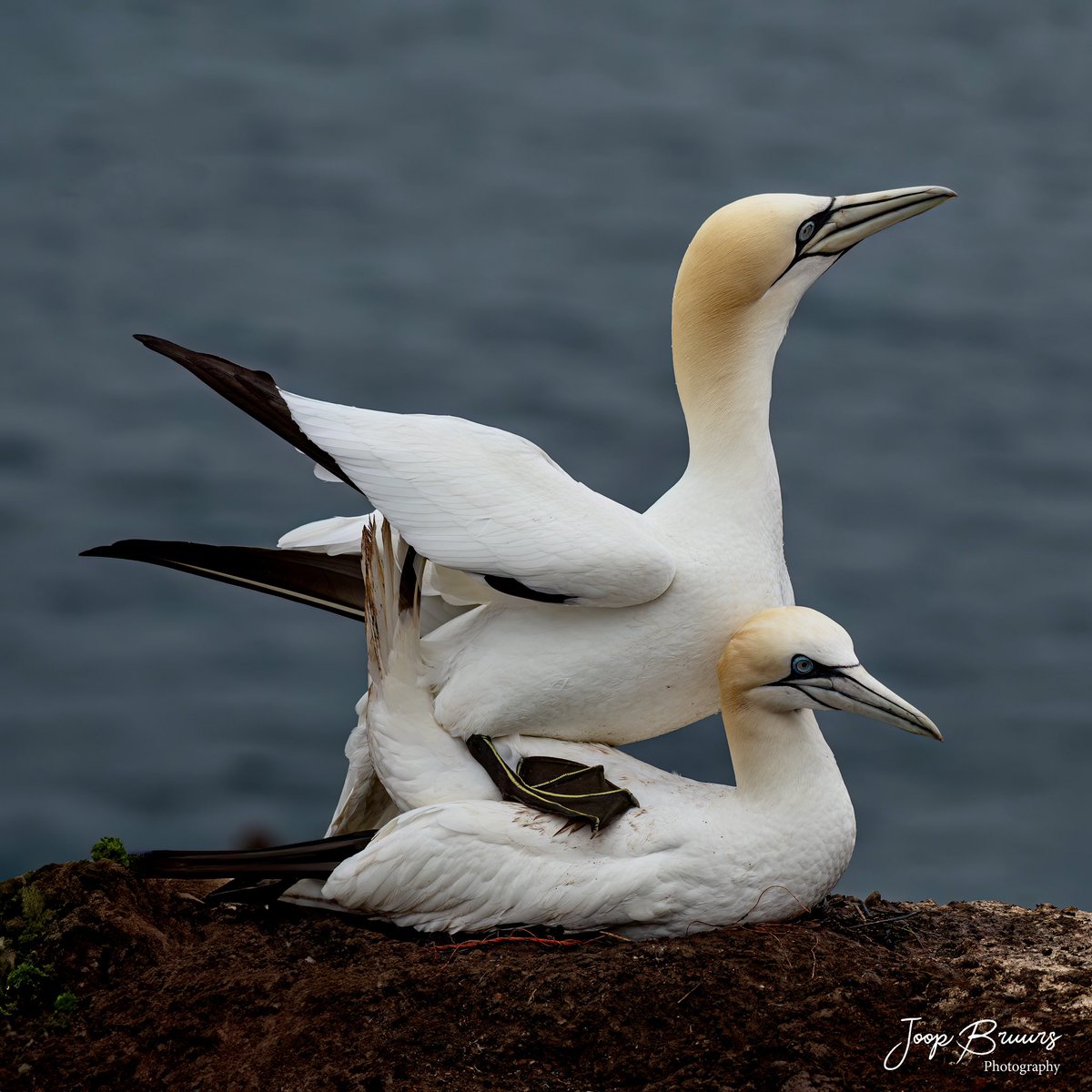Ook na de vogelgriep van afgelopen jaar is het weer tijd om de Jan van Gent kolonie uit te breiden.