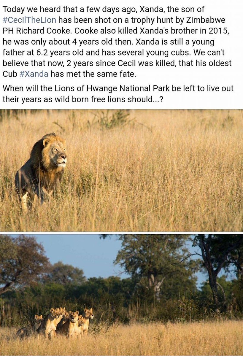 RT @louisa1000: 6 Years ago, Xanda, the son of Cecil the lion was killed by trophy hunter. 
#BanTrophyHunting https://t.co/GvGcioxB2Q