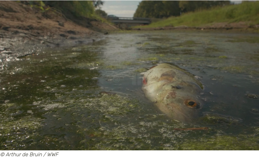 Nederland is een land waar het op jaarbasis meer regent dan dat er verdampt en waar altijd rivierwater binnenstroomt. En dan toch kampen we met droogte en watertekort! Hoe dat zit leggen we hier uit: wwf.nl/wat-we-doen/ac…