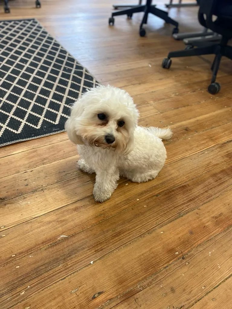 🐶New Liverpool recruit alert🐶

Poppy is our pawfect new member in Team Liverpool.

Looking to join a human/dog hybrid workplace? Contact laurenrickard@adelecarr.co.uk for more info. 

Or visit buff.ly/43v4FOf to see how we can help with your next role.