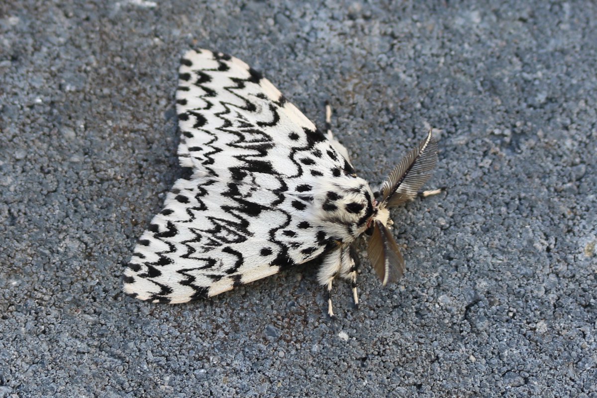 Sallow Kitte, RubyTiger, Black Arches