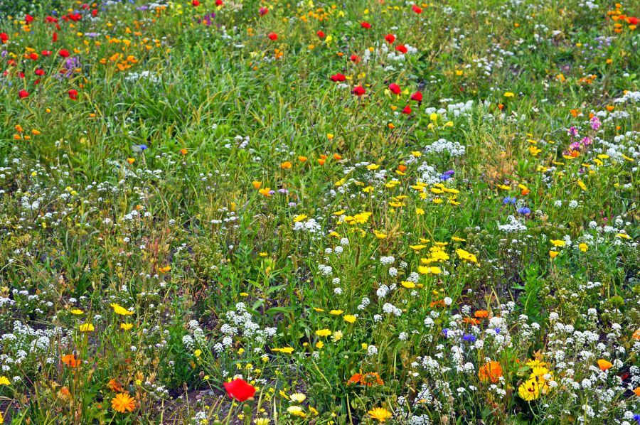 CARDIFF.
Wildflowers growing on the Barrage.
#Cardiff #CardiffBay #wildflowers #wildflowermeadow #WALES