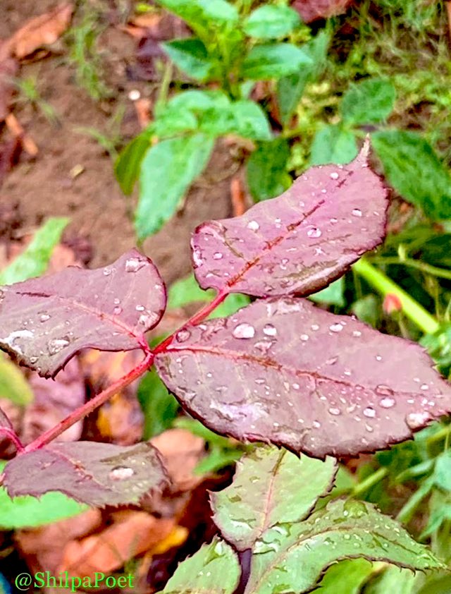 as I stand on this soil
drenched in first rain
the petrichor awakens me to the fact
that it’s not just sand

#haikuchallenge #petrichor #vss365
#WritingCommnunity 
#savesoil #RainyDay #NaturePhotography 
my📸