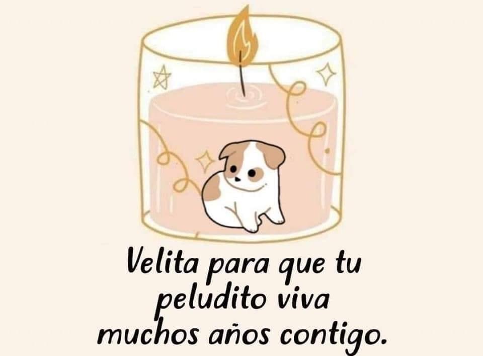 muchos muchos 🐾💛🐶