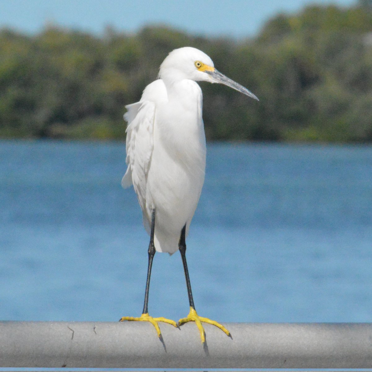 It's a start! @MyFWC #SaveOurSeabirds
content.govdelivery.com/accounts/FLFFW…