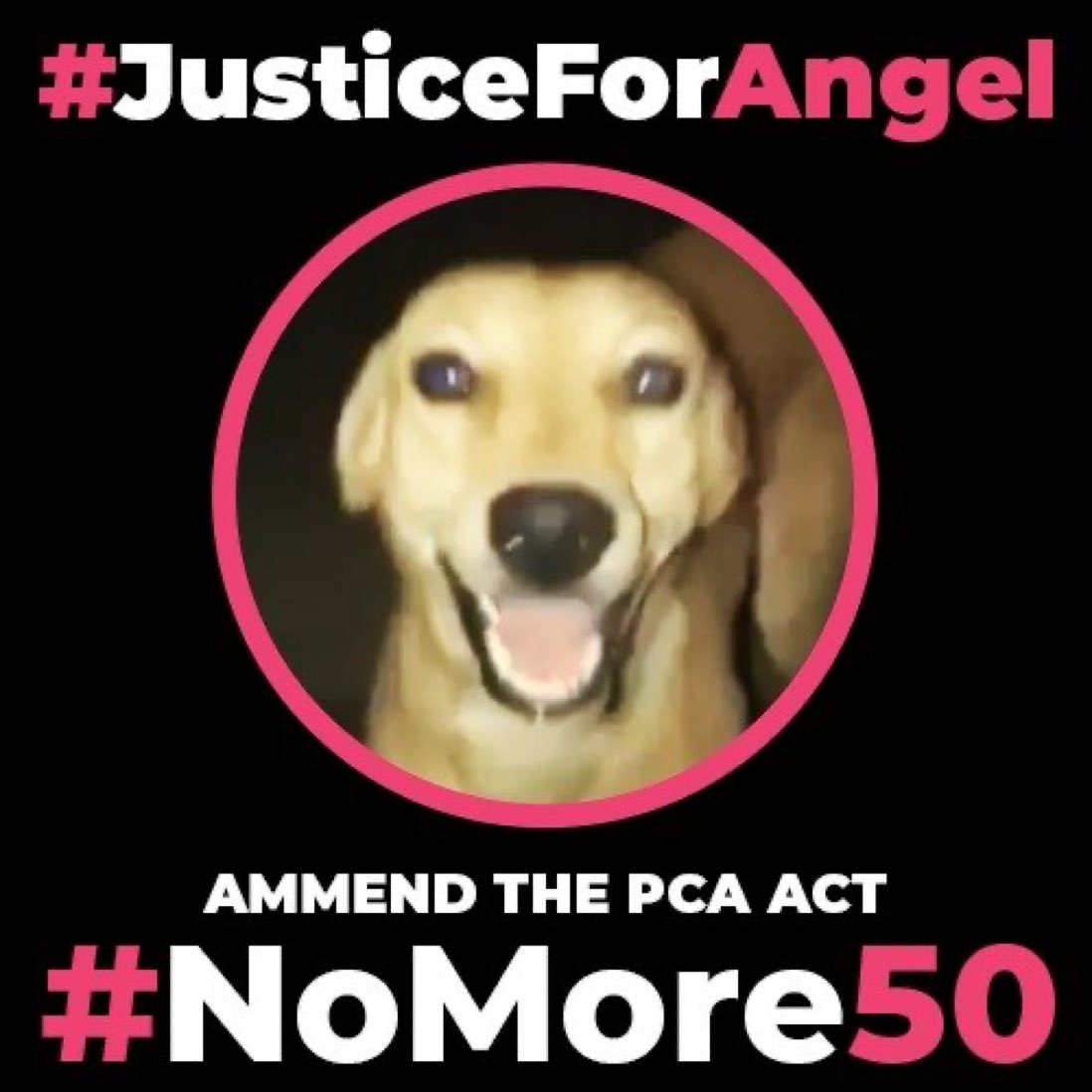It’s a shame to be in society where we can’t even value the purest creatures of god i.e. animals. #NoMore50 #JusticeForAngel @pfaindia @pfaindia @VeganIndiaMovt @narendramodi 
#StopAnimalCruelty