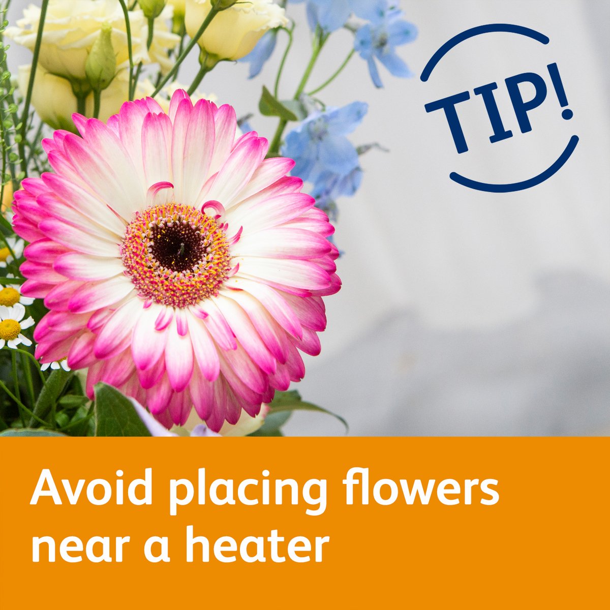 Chrysal Flower Food tweet media