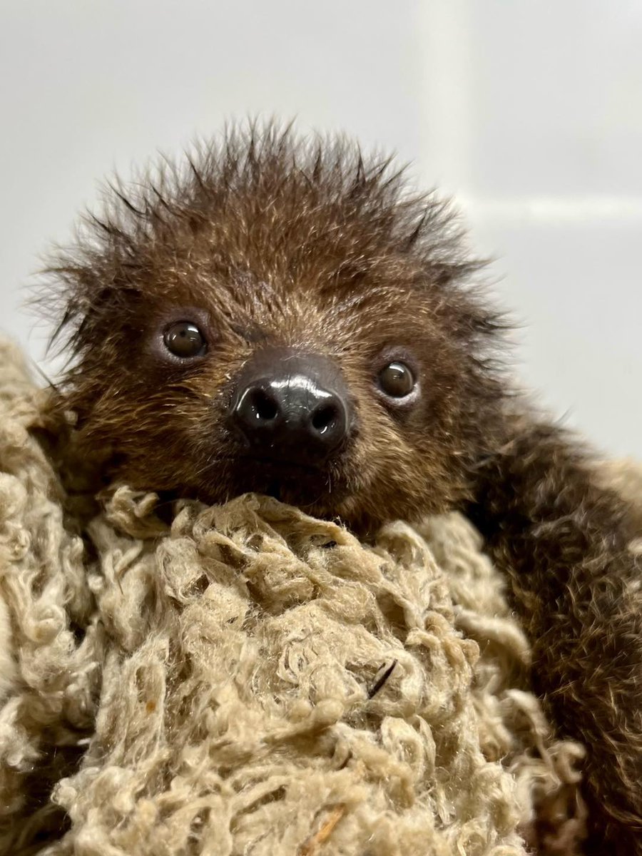 CincinnatiZoo's tweet photo. When keepers did a weight check on Juno they found some of mom's leftovers in Juno's fur! After a quick wipe down and towel dry, Juno had the cutest fluffiest-looking face! A surprising fact about sloths: they're really good swimmers. They can swim 3x faster than they can walk https://t.co/UMyYfJGuaI