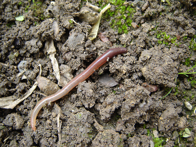 Worm your way into our worm charming activity! Get stuck in at 3.30pm to dig up as many earthworms as you can 🪱
Drop in at FSC Flatford Mill on Saturday 22nd July for our annual #BioBlitz 
#flatfordmill #nature #summer #wildlife #earthworm #wormcharming #suffolk #worm