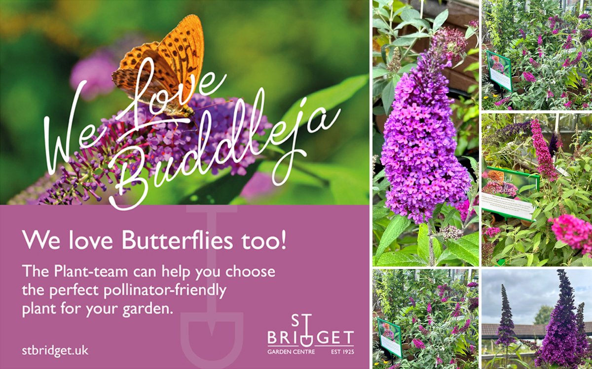StBridgetExeter's tweet photo. The Butterflies are loving our Buddleja right now! 🦋🦋St Bridget grow two dozen varieties of Buddleja in a fabulous range of floral colour.
This low maintenance, grow anywhere plant compliments a huge range of garden styles. Pop in and see our Buddleja show! https://t.co/GhyicIBoPg