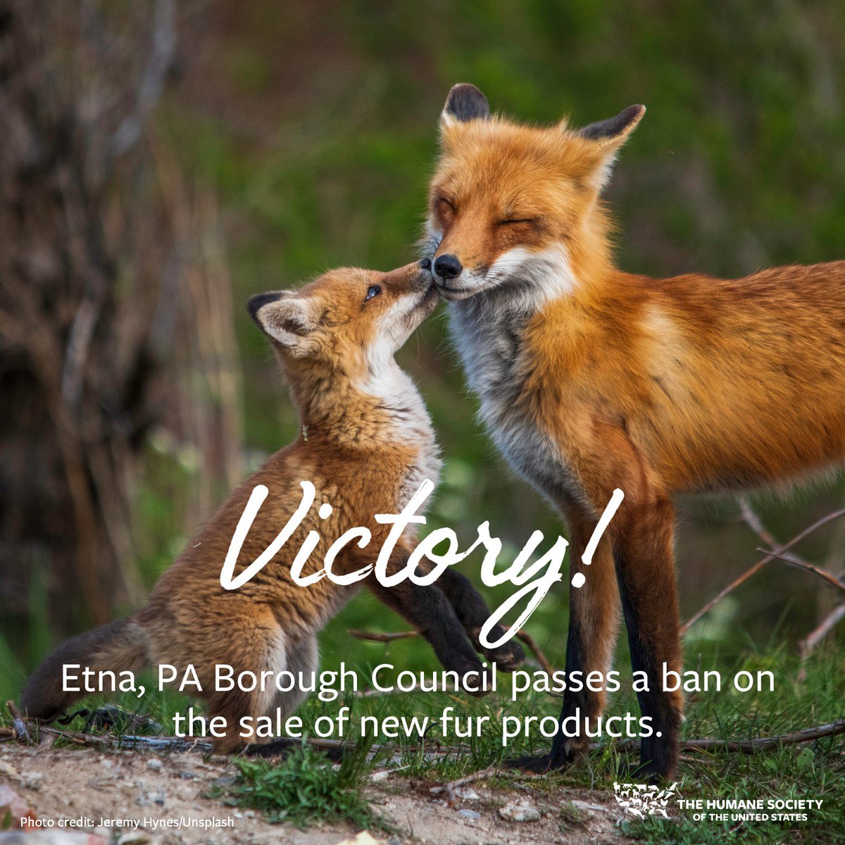 CONGRATULATIONS to Etna, PA! This week, the Borough of Etna became the first municipality in the state and the 14th in the nation to pass a ban on the sale of new fur products! We are so proud of the dedicated advocates who worked with councilor members to pass this ban!