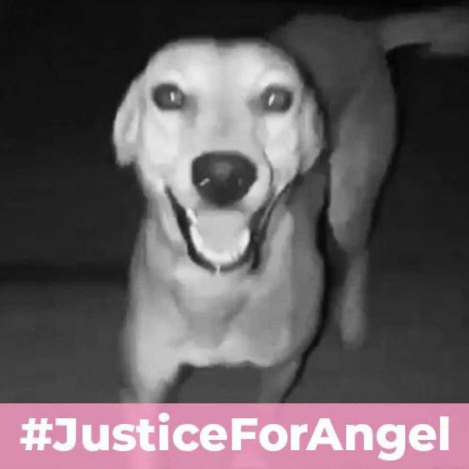 Killing and abusing animals is not okay! Show humanity!
#JusticeForAngel #NoMore50  @PMOIndia, @rashtrapatibhvn, @AmitShah, @PRupala,
@Dept_of_AHD, @AwbiBallabhgarh, @AgriGoI, @Manekagandhibjp @PoliceRajasthan @ashokgehlot51 @TheJohnAbraham @India_AE