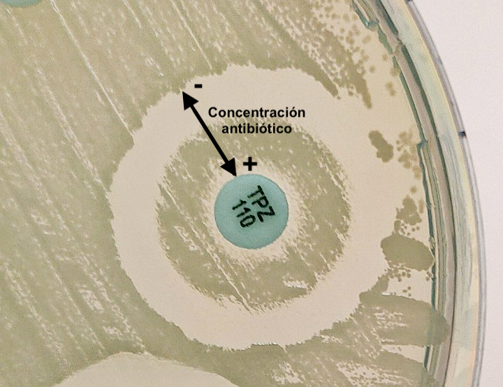 👁️OJO:
Como se denomina este efecto "paradójico", descrito en 1948 por Harry ....., en el que la eficacia de un antibiótico💊 disminuye a medida que aumenta la concentración del fármaco?