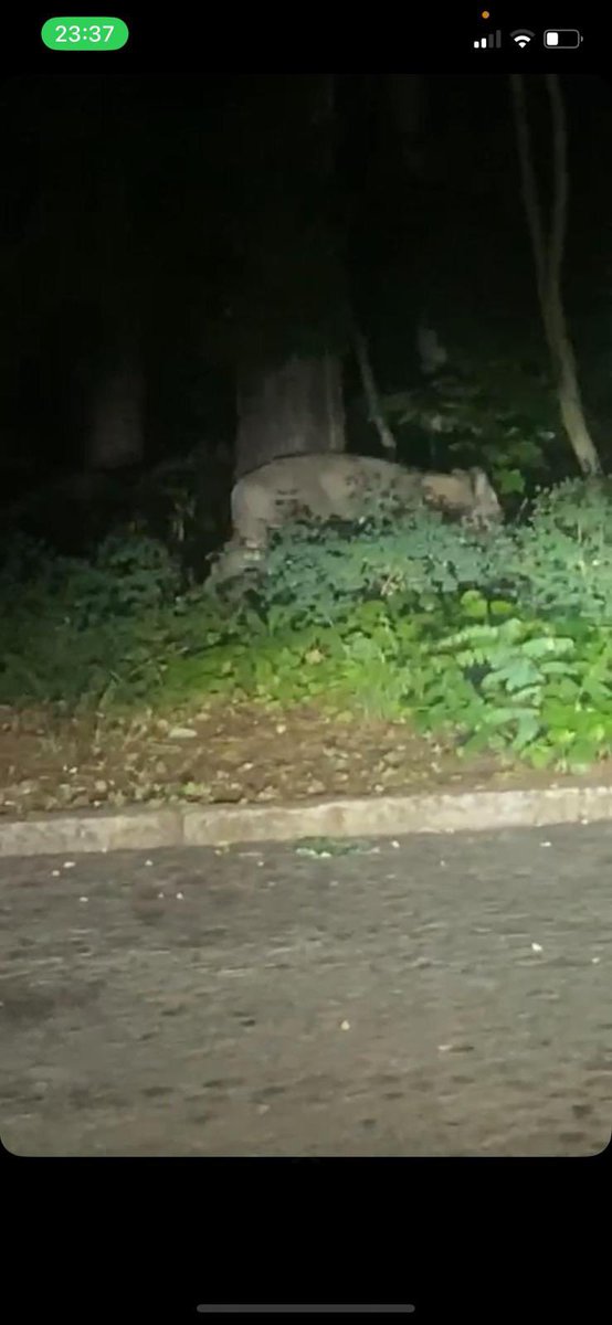 3ampensieri's tweet photo. #löwe #kleinmachnow #löwin #Berlin https://t.co/D0fadwAN7O