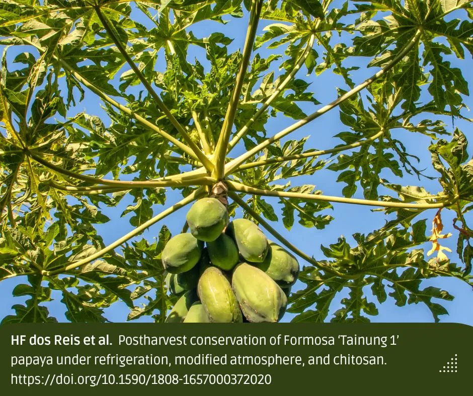 A study concludes that the #PVC + 4% chitosan treatment associated w/ #refrigeration, as it maintains fruit quality for up to 14 days, is a viable alternative to the use of prochloraz #fungicide for the post-harvest conservation of 'Formosa' #papaya. 🔓 doi.org/10.1590/1808-1…