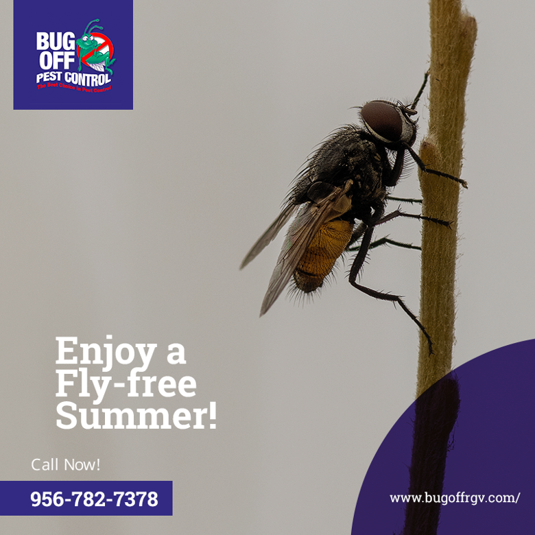 BugOffRGV's tweet image. Facing a persistent fly problem? We're ready to help you enjoy a fly-free summer! Contact our friendly pest control experts today at 956-782-7378.