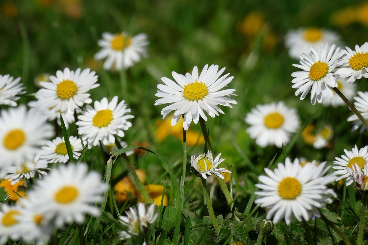 Oops-a-daisy! Our flower folklore activity at 4pm will show you what’s growing in our meadow🌼
Drop in at FSC Flatford Mill on Saturday 22nd July for our annual #BioBlitz 
#flatfordmill #nature #summer #wildlife #flower #wildflower #folklore #daisy #meadow #suffolk