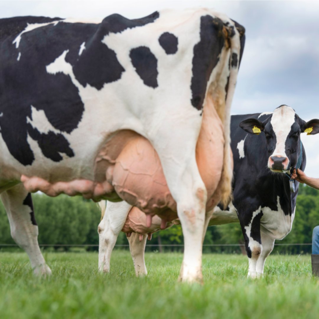CKLAfricaltd's tweet photo. Did you know CRV Holstein cows are famous for the highest lifetime production in the world? Download our CRV Bull catalogue here to select CRV bulls that fit your criteria in order to improve your herd. https://t.co/Ed1UOX4KhO @CRV4all #bettercowsbetterlife https://t.co/ZfUz7mGW53