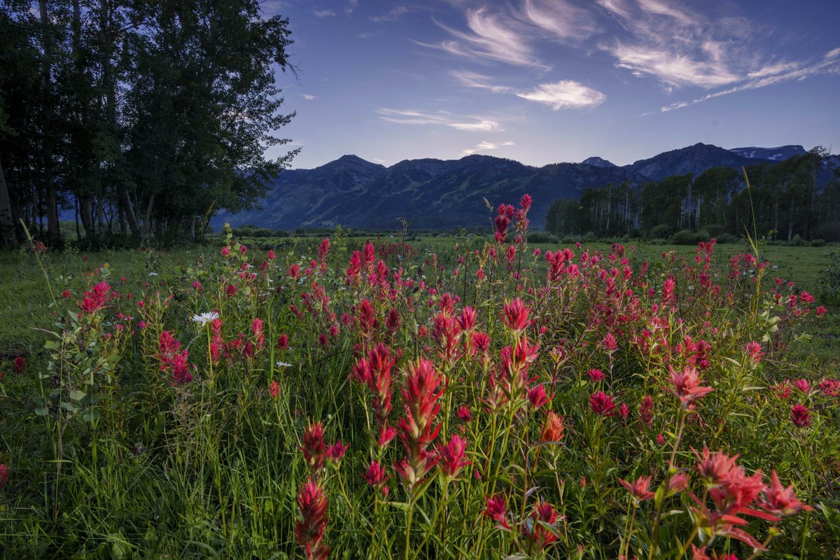 thewyomingtruth's tweet photo. A large stand of Indian Paintbrush grows beneath the Teton Range in Northwestern Wyoming. Because of the high amounts of rain the region experienced earlier this summer, wildflowers are blooming at exceptional levels. (Wyoming Truth photo by @MattStirn) https://t.co/2P7MH2HogD