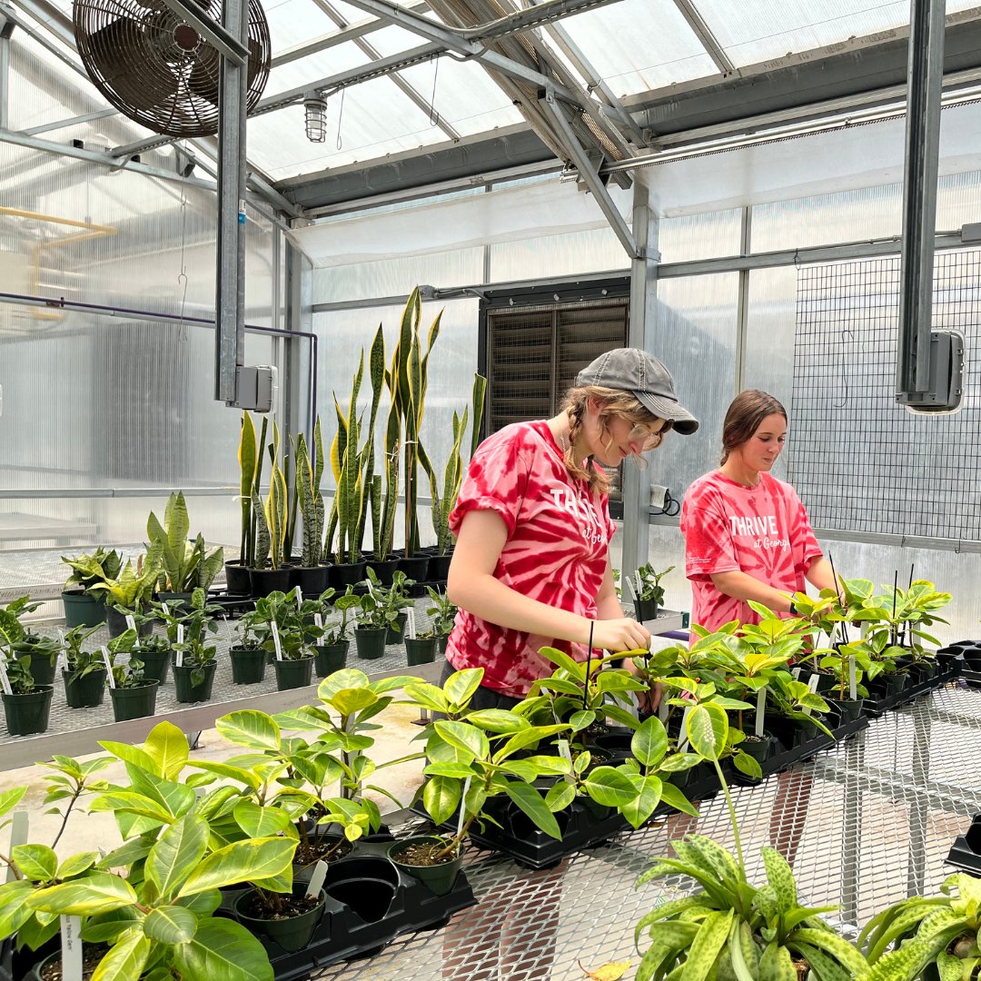 ThriveGeorgia's tweet photo. Dr. Holly Fling's UNIV 1201S class is completing their service learning at the State Botanical Garden of Georgia. 🌿 #thriveatgeorgia https://t.co/5DPFrNIjke