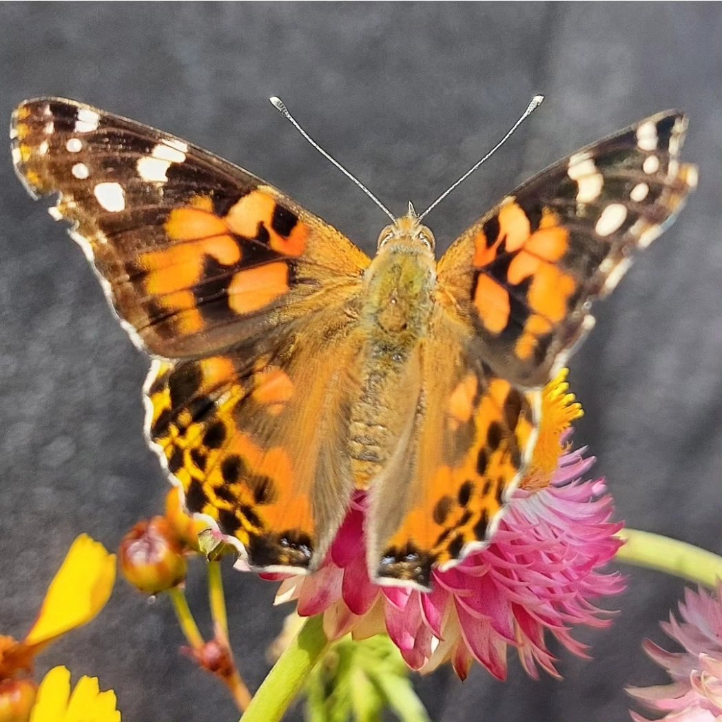 GreenRoofMK's tweet photo. A beautiful morning on the roof @MKYMCA - great to be  joined by some beautiful butterfles 🦋 checking out the rooftop flowers 🌸 🌹 🏵 #biodiversity #flowers https://t.co/X6eSl8FC4z