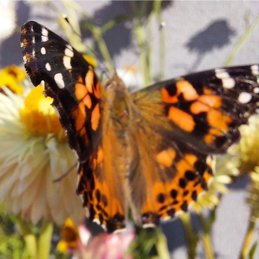 GreenRoofProject (@greenroofmk) on Twitter photo A beautiful morning on the roof <a href="/MKYMCA/">YMCA Milton Keynes</a> - great to be joined by some beautiful butterfles 🦋 checking out the rooftop flowers 🌸 🌹 🏵 #biodiversity #flowers A beautiful morning on the roof <a href="/MKYMCA/">YMCA Milton Keynes</a> - great to be joined by some beautiful butterfles 🦋 checking out the rooftop flowers 🌸 🌹 🏵 #biodiversity #flowers