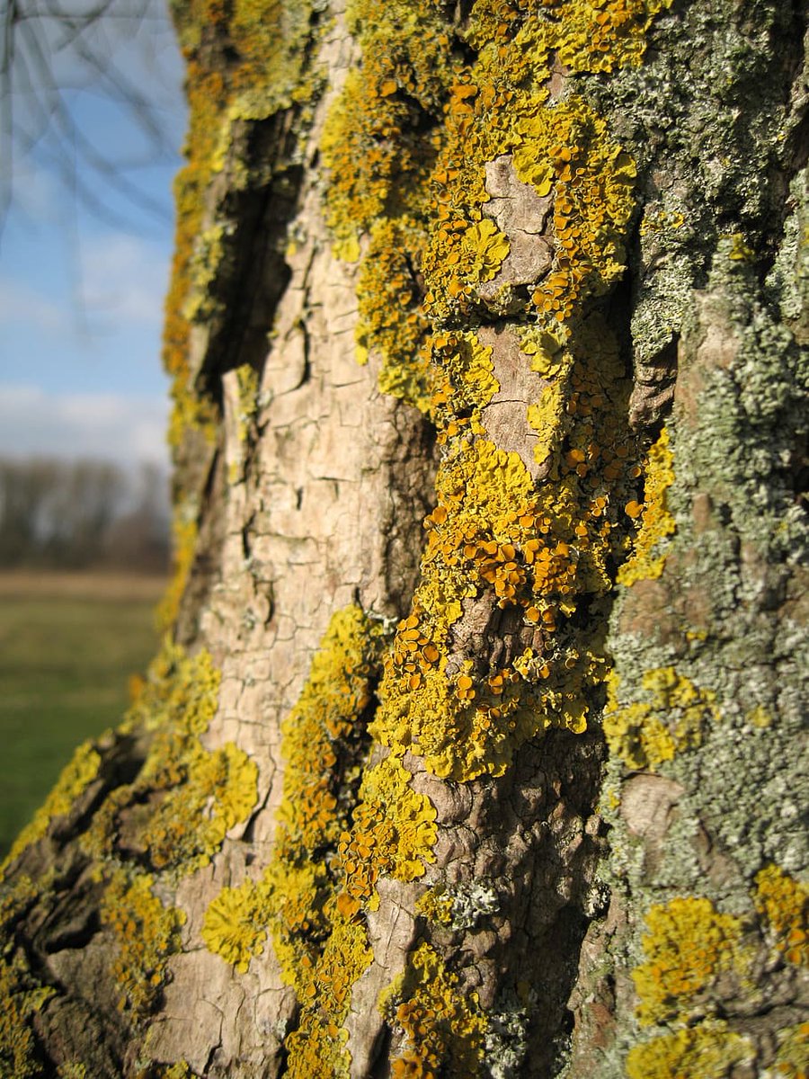 What’s growing on this tree?🔎Explore the fascinating world of lichens in our woods at 5.30pm🌳
Drop in at FSC Flatford Mill on Saturday 22nd July for our annual #BioBlitz 
#flatfordmill #nature #summer #wildlife #lichen #symbiosis #tree #woods #woodlands #suffolk