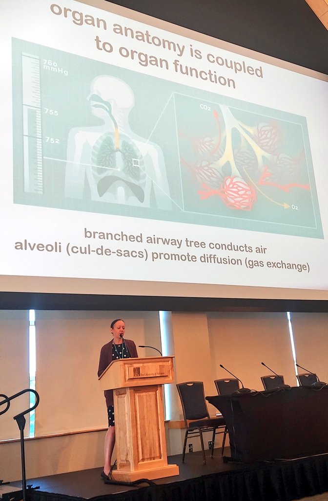 VTStemCell2025 (@stemvt) on Twitter photo How are lung structure and cell fate related? Fantastic research presented by Celeste Nelson tonopen the Dame Julia Polak Bioengineering Session <a href="/celestemnelson/">Tissue Morphodynamics Group</a> <a href="/Princeton/">Princeton University</a> #VTStemcell2023 How are lung structure and cell fate related? Fantastic research presented by Celeste Nelson tonopen the Dame Julia Polak Bioengineering Session <a href="/celestemnelson/">Tissue Morphodynamics Group</a> <a href="/Princeton/">Princeton University</a> #VTStemcell2023