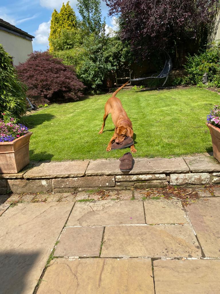 SOE_Spirit's tweet photo. So I went this morning having changed into my driving shoes and drove the car to my routine dental check-up, leaving at home my Vizsla 'Rafa' with my daughter and these are the photos I get sent to my mobile phone ๐๐งก๐ฌ๐ #vizsla #slippergate https://t.co/6efNZwTD7b