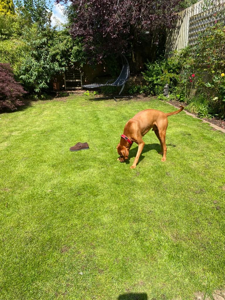 SOE_Spirit's tweet photo. So I went this morning having changed into my driving shoes and drove the car to my routine dental check-up, leaving at home my Vizsla 'Rafa' with my daughter and these are the photos I get sent to my mobile phone ๐๐งก๐ฌ๐ #vizsla #slippergate https://t.co/6efNZwTD7b