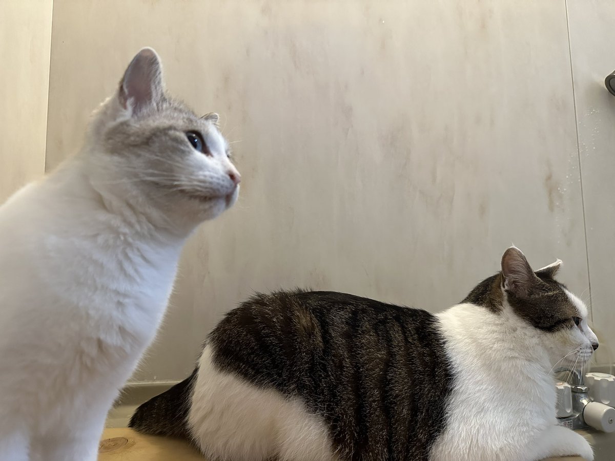 疲れが癒える
そんな浴室

#猫がいる幸せ