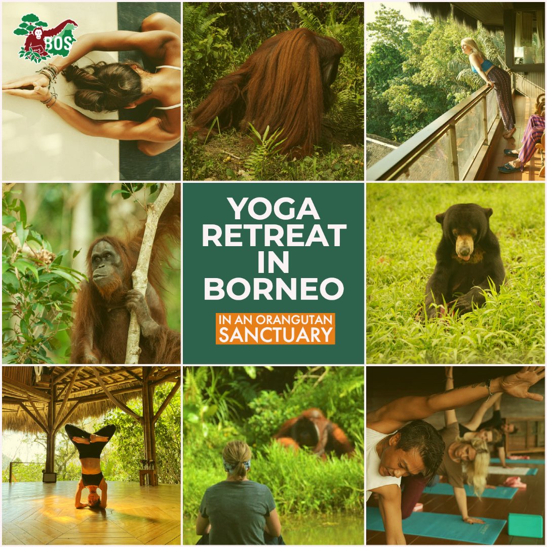 🙌 Amazing news! The @bos_uk
 RAINFOREST RETREAT still has a few spots left for March 2024! Join <a href="/annakaridesyoga/">anna karides</a>
 yoga classes as you soak in a transformative experience full of #orangutan sightings on #SanctuaryIslands.
Join us 👉 experienceborneo.org/rainforest-ret