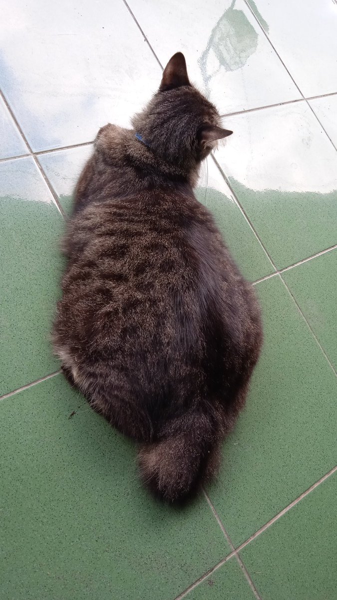 angcaat_'s tweet photo. @kochengfs Steril aja biar jadi bagong kyk brunon https://t.co/8YPWf9KKdF