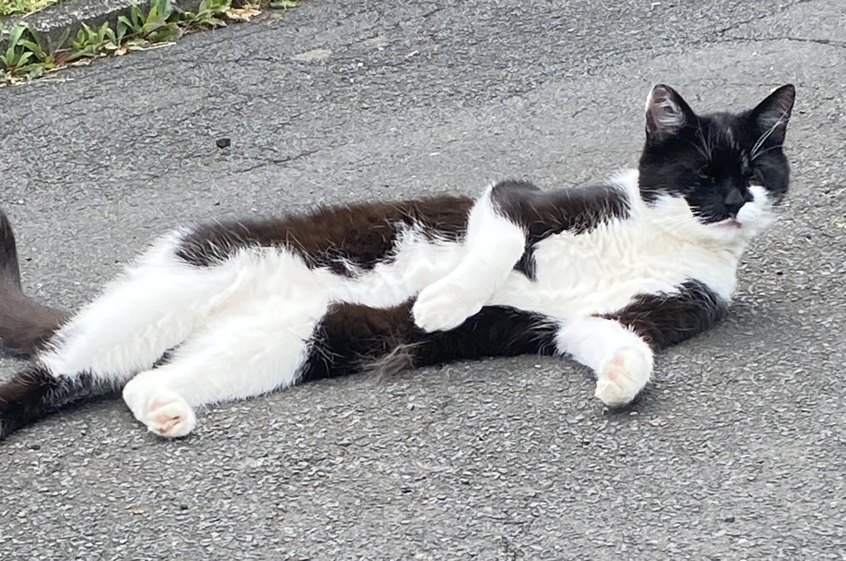katvsk's tweet photo. @farbenfuchs Meine Katzen sind immer das schönste 😅 https://t.co/sHsfdPnoUc