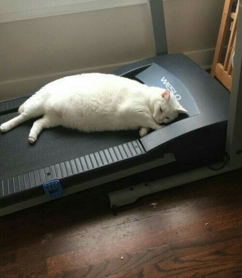 Dont Show Your Cat tweet media