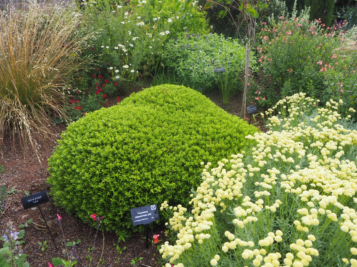 The Plant Review (@rhsplantsplus) on Twitter photo Oh so satisfying! Three hebes making a beautiful shape in the Shrubby Veronica trial <a href="/RHSHarlowCarr/">RHS Harlow Carr</a>, three years growing without any clipping! Veronica rakaiensis 🏆 Oh so satisfying! Three hebes making a beautiful shape in the Shrubby Veronica trial <a href="/RHSHarlowCarr/">RHS Harlow Carr</a>, three years growing without any clipping! Veronica rakaiensis 🏆