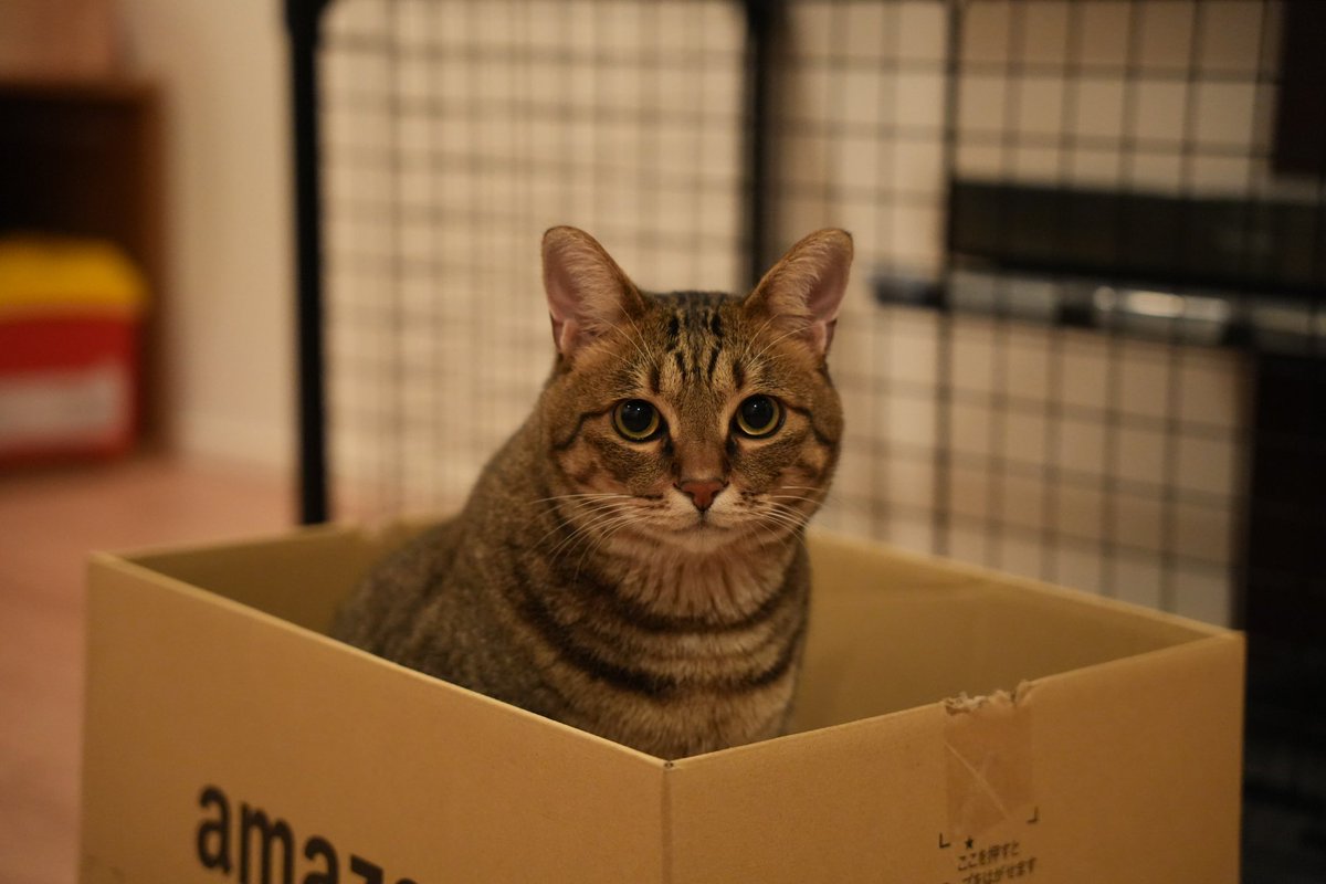 RXORXO's tweet image. #Tech_daimyo 行けなかった